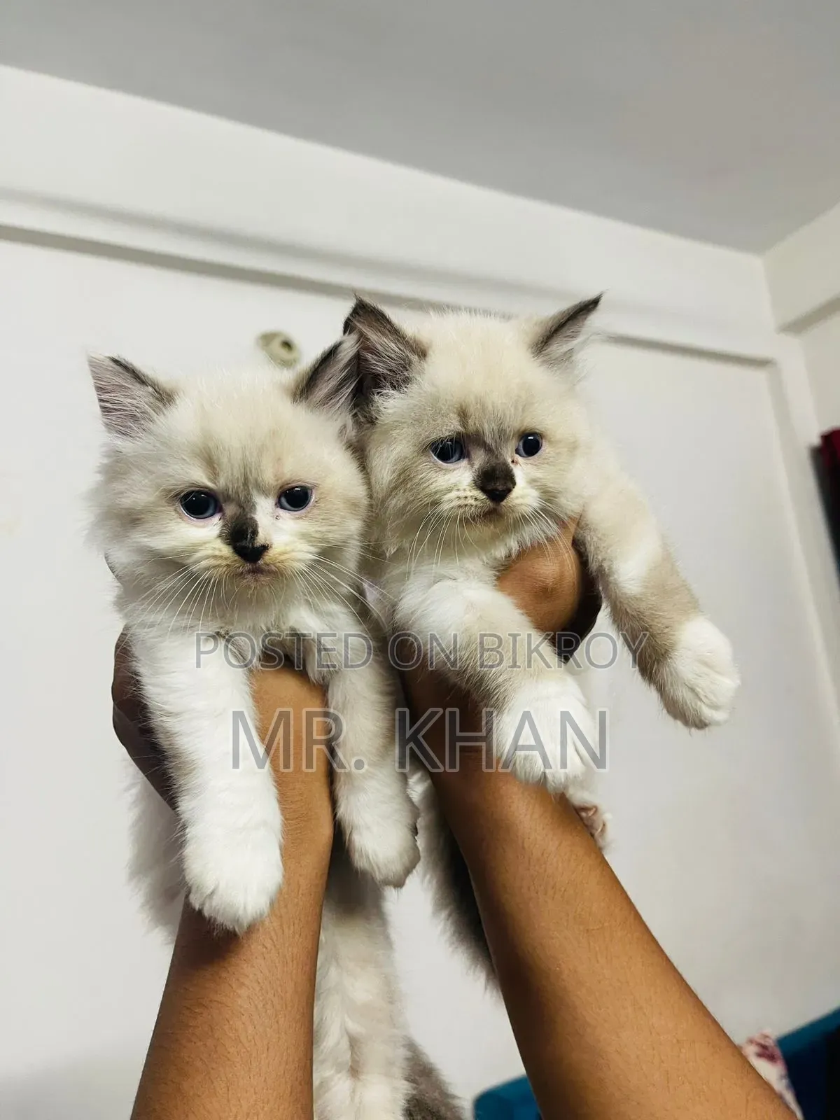 1-3 months Female Purebred Himalayan