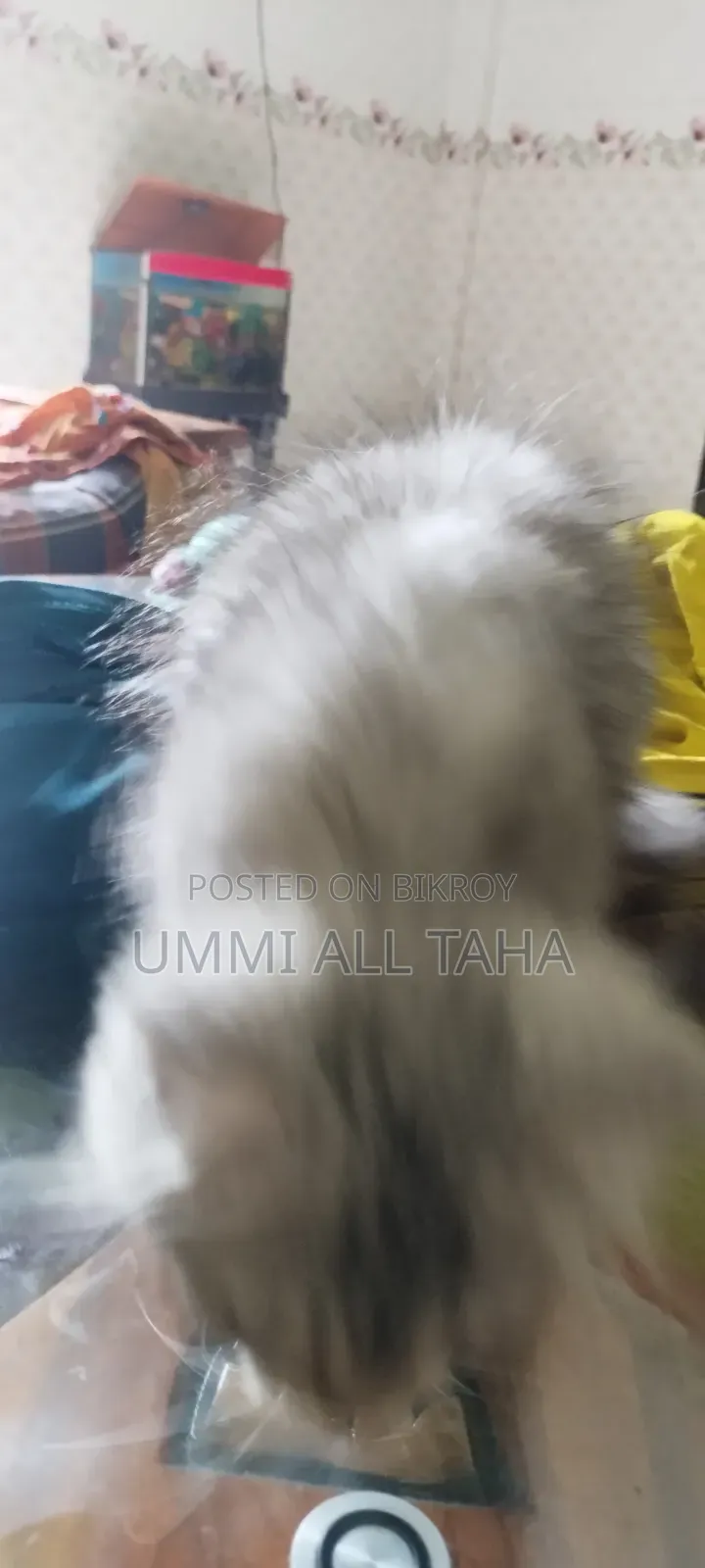 1-3 months Male Purebred Persian