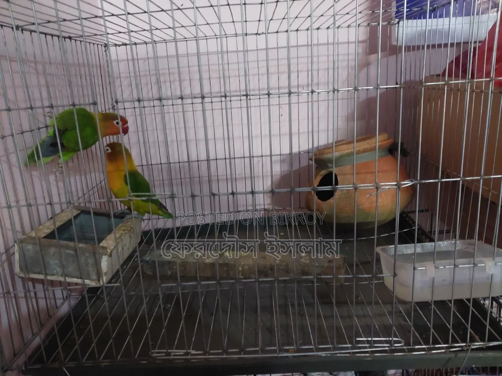 লাভ বার্ড একজোড়া