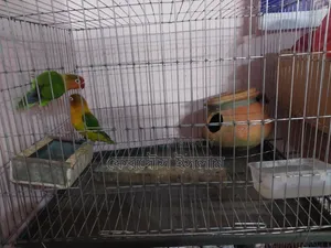 লাভ বার্ড একজোড়া