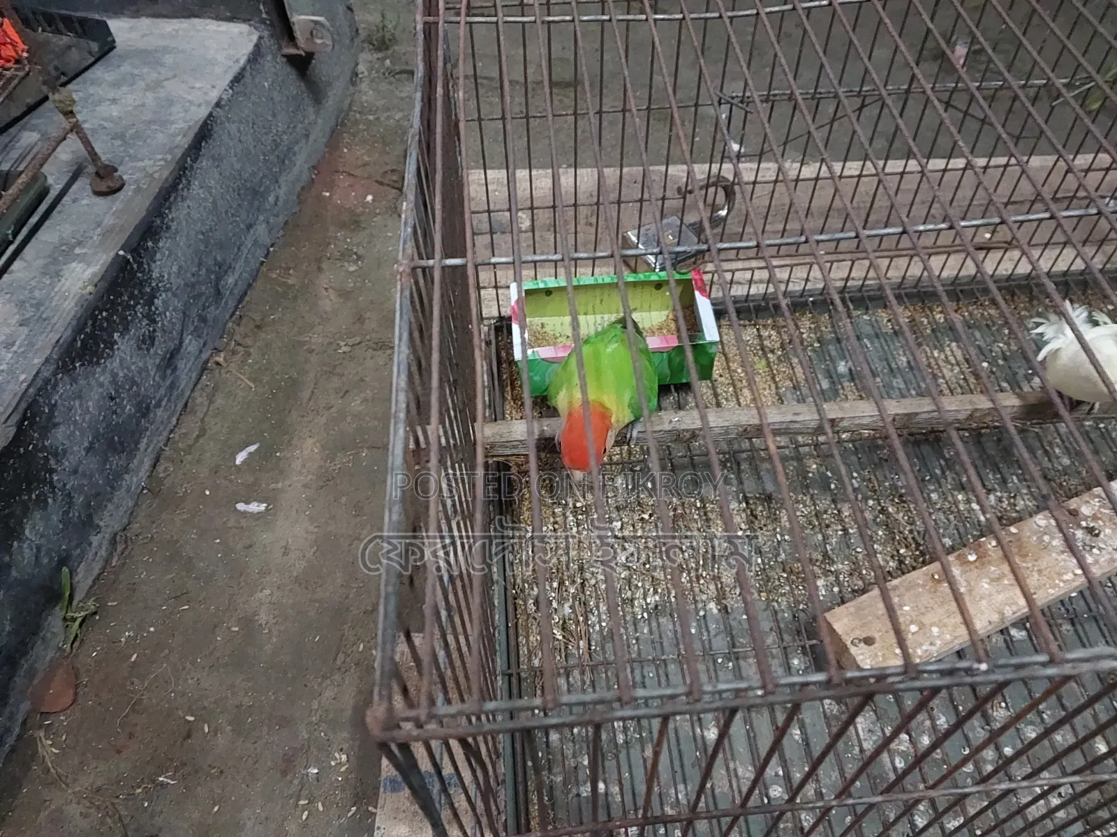 সিঙ্গেল লাভ বার্ড