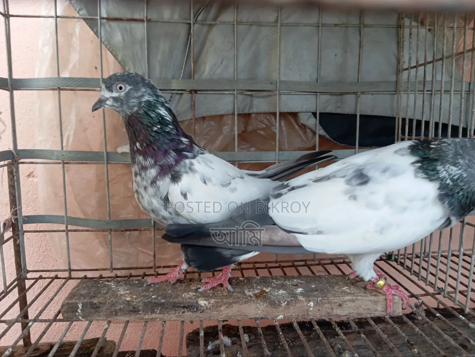 এক জোড়া কবুতর