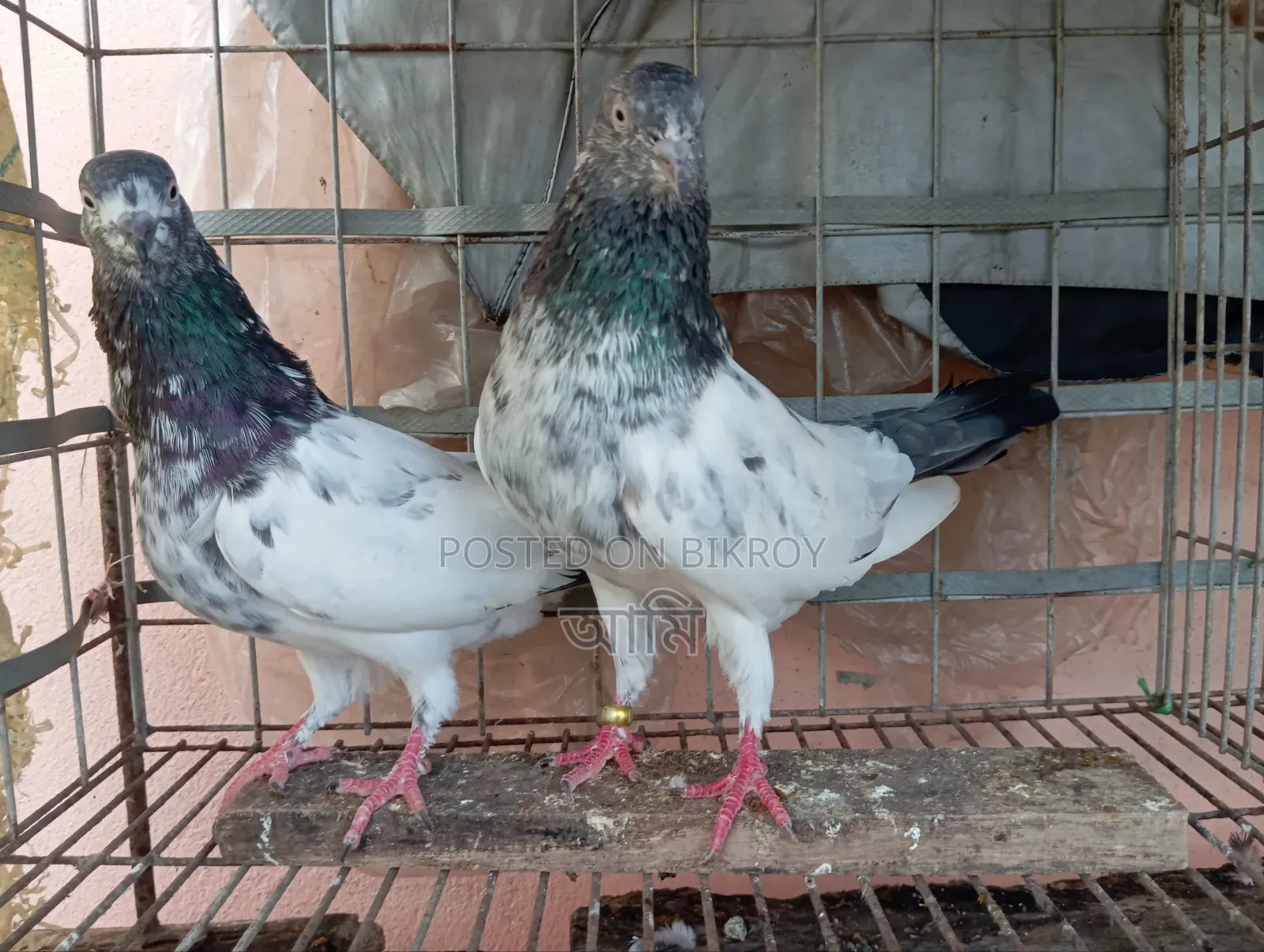 এক জোড়া কবুতর
