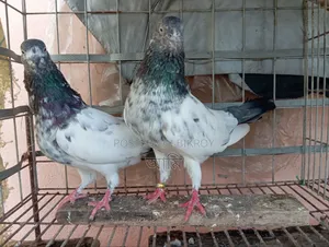 এক জোড়া কবুতর