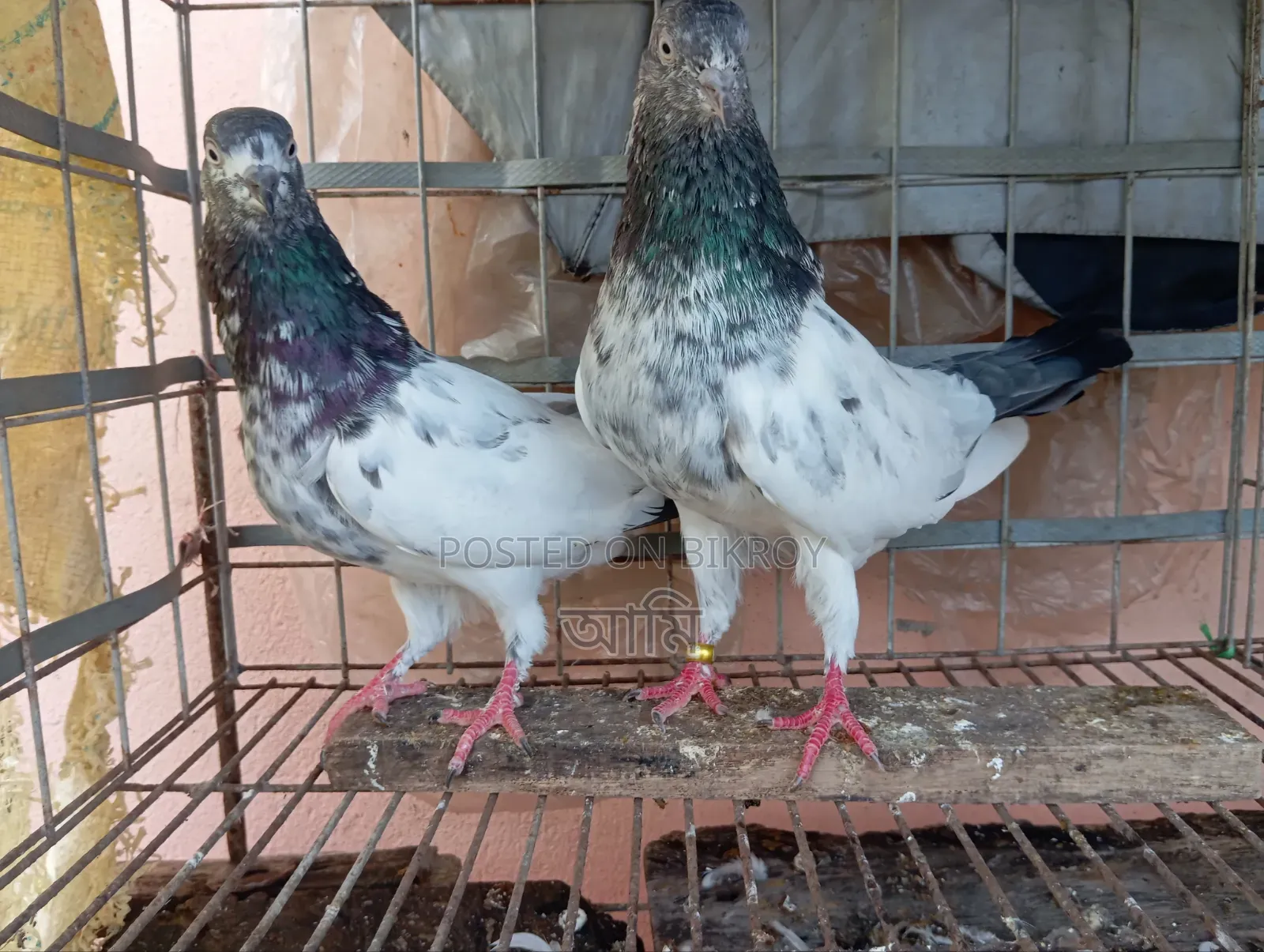 এক জোড়া কবুতর