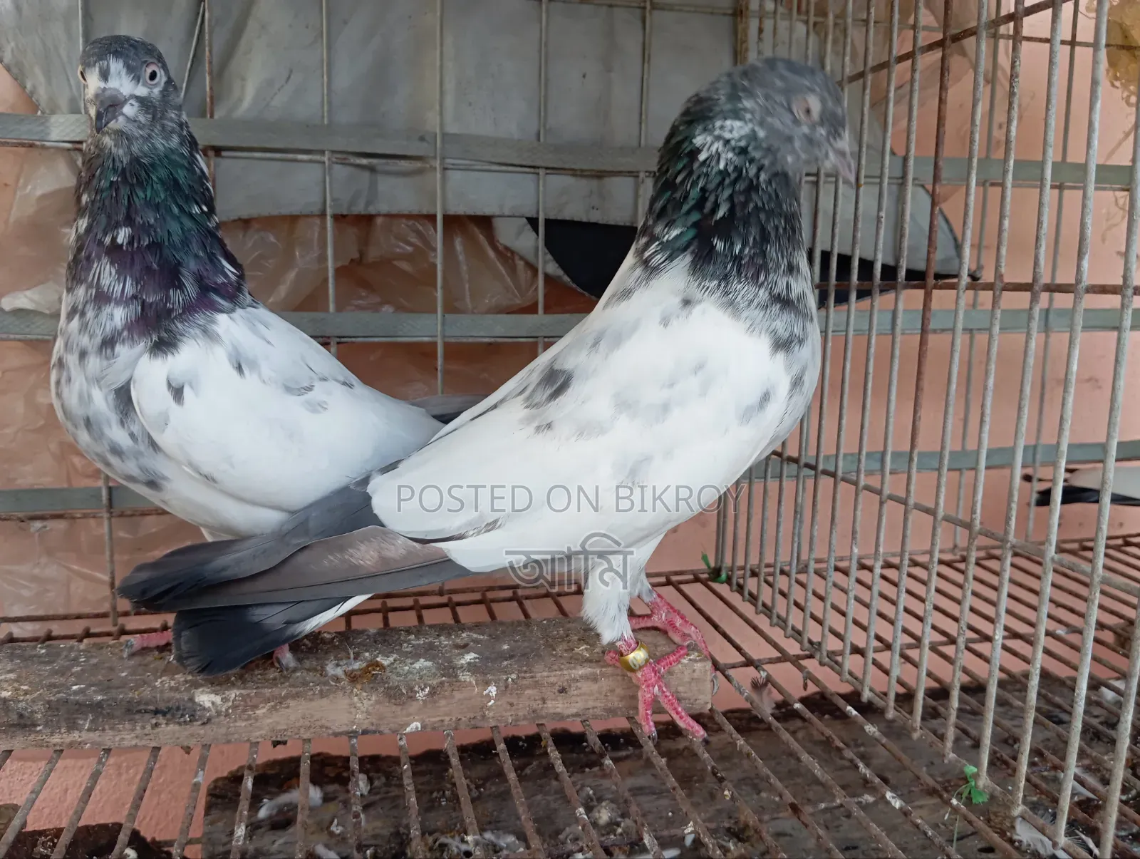 এক জোড়া কবুতর