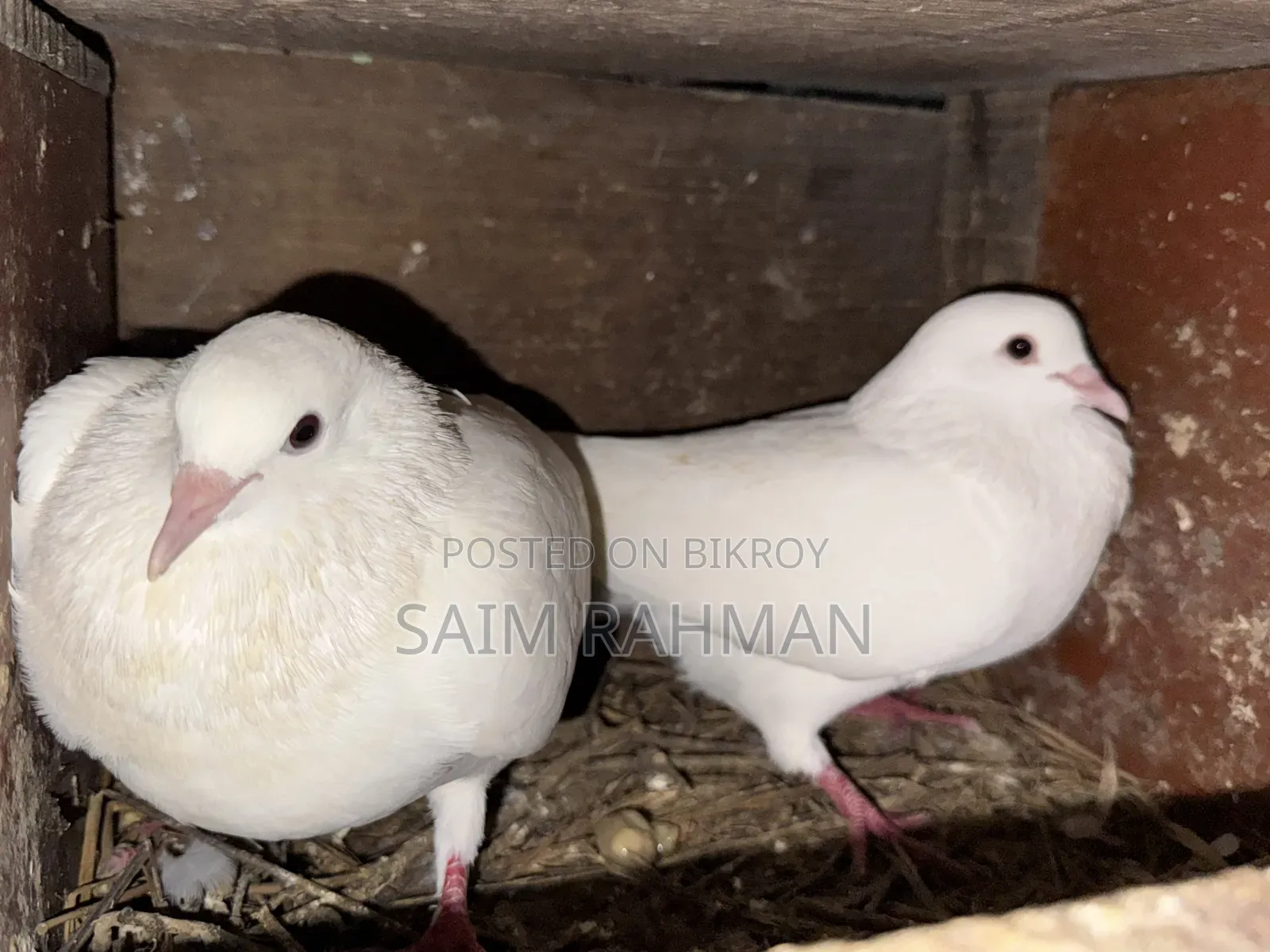 Deshi Pigeon Big Size