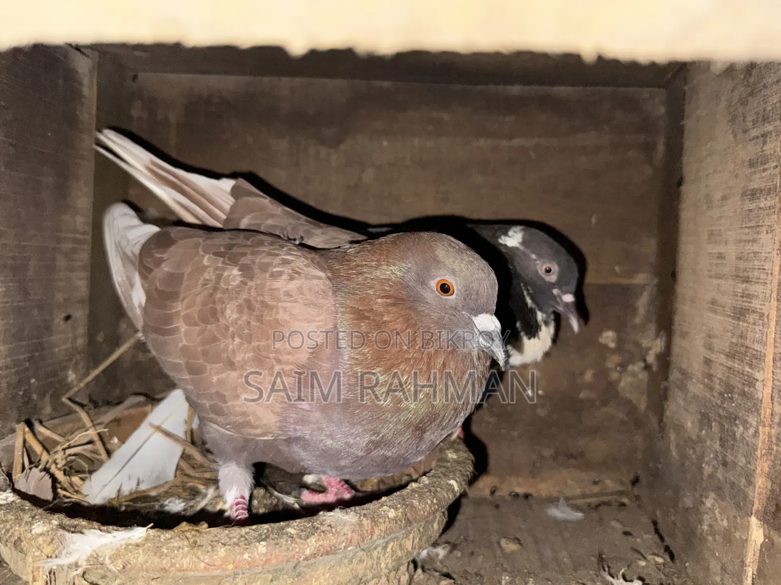 Deshi Pigeon Big Size