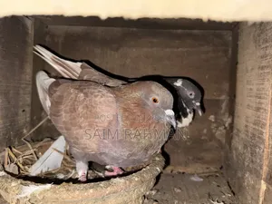 Deshi Pigeon Big Size