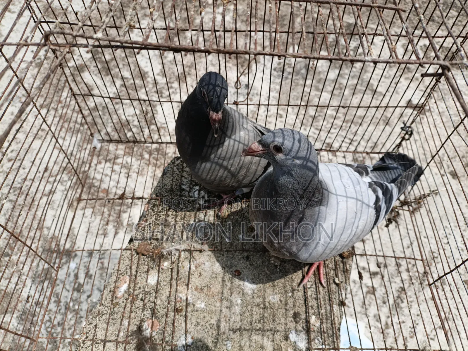 Racer Pigeon