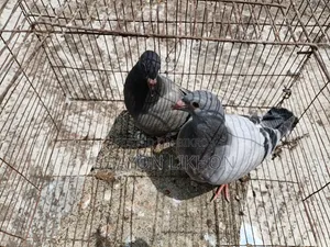 Racer Pigeon