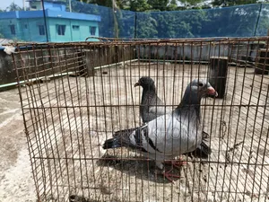 Racer Pigeon