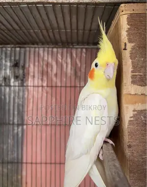 Cockatiel Running Pair for Sell