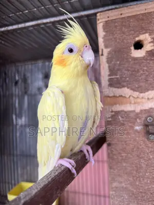 Cockatiel Running Pair for Sell