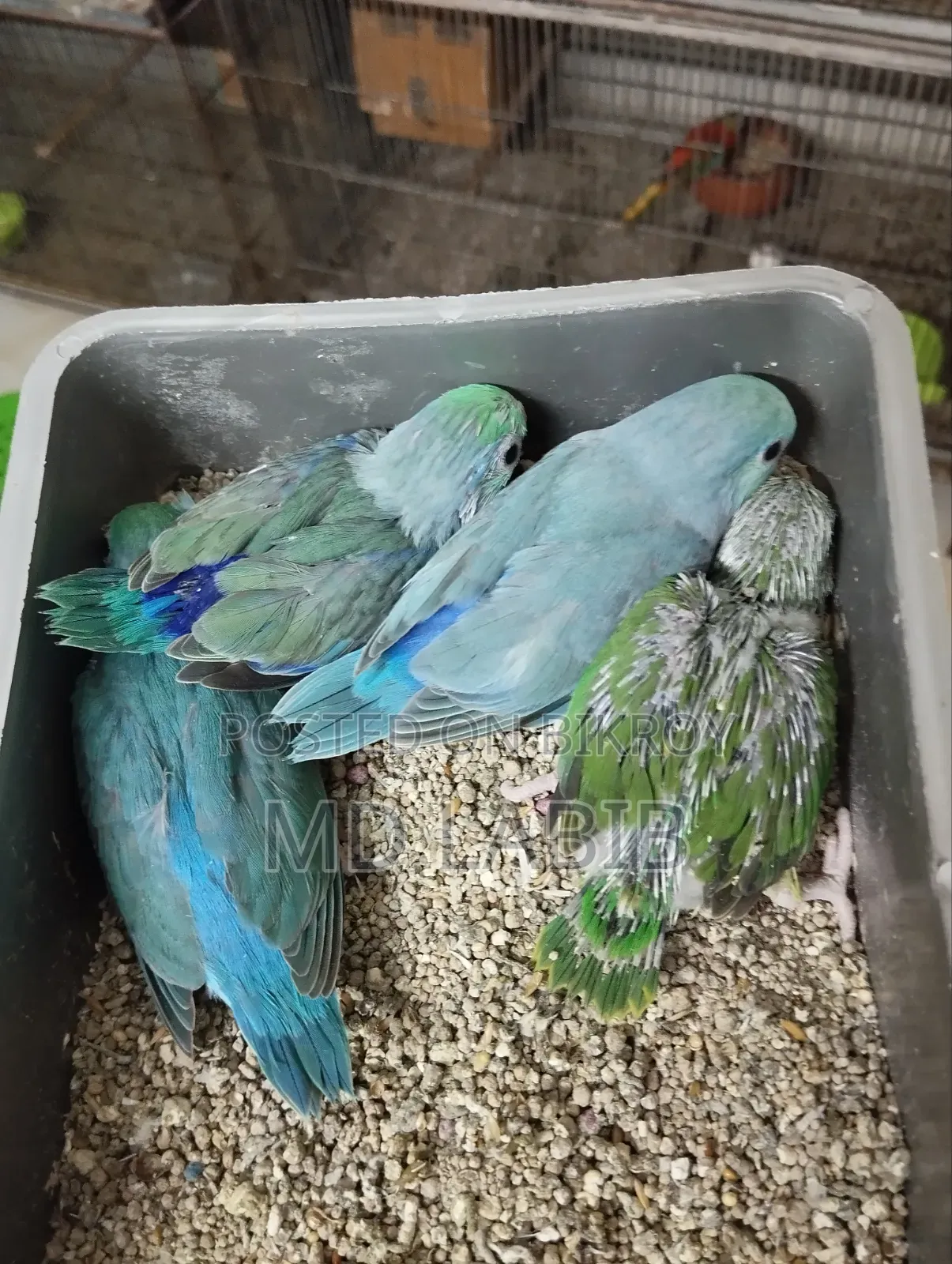 6 PCS Forpus Baby Tq, Tq Pied, Blue, Green