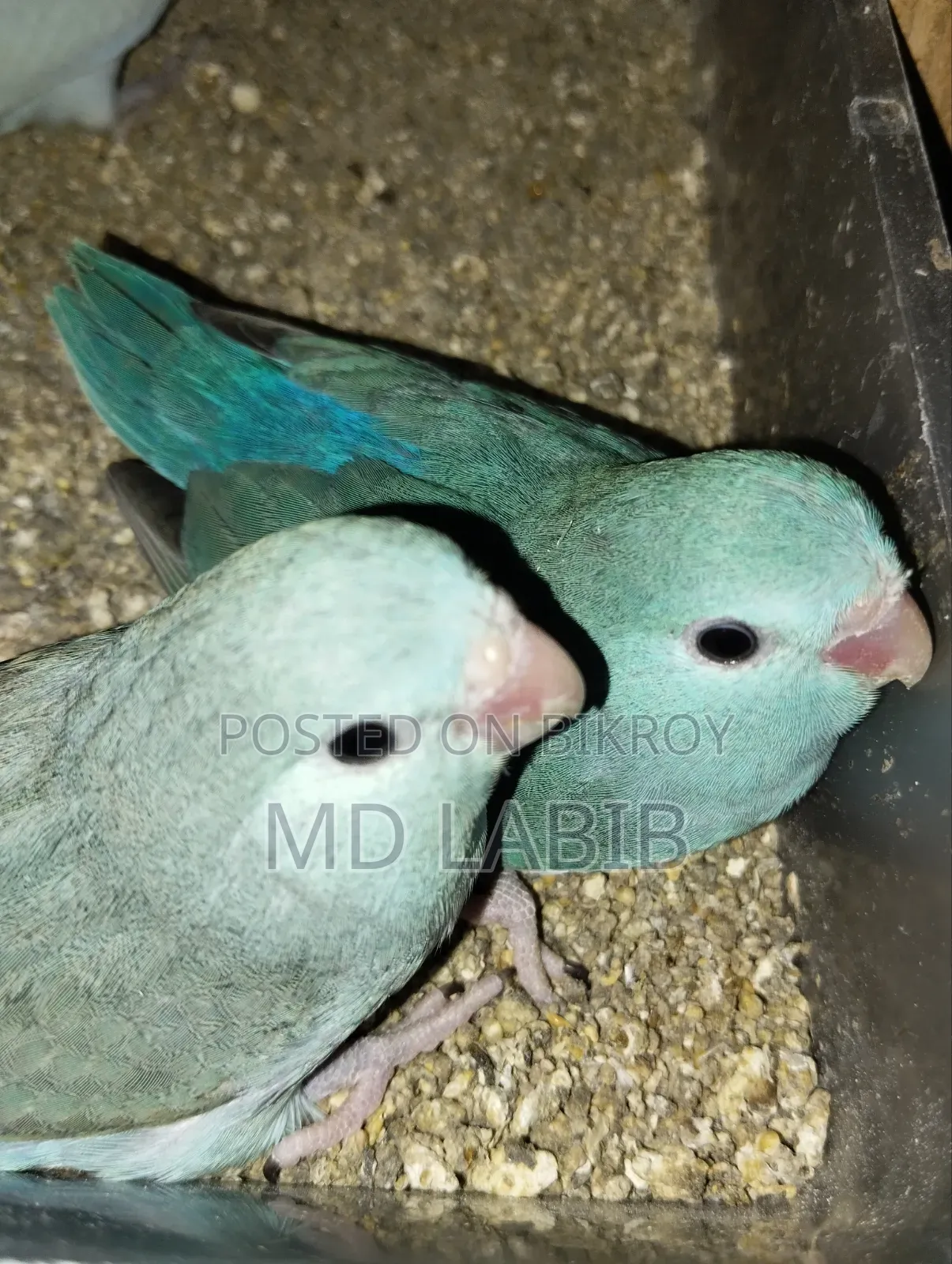 6 PCS Forpus Baby Tq, Tq Pied, Blue, Green