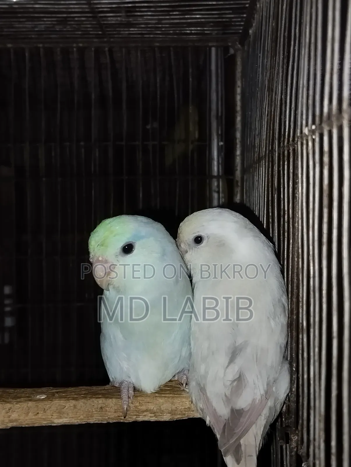 Am Tq Forpus Pair Semi Adult