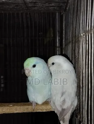Am Tq Forpus Pair Semi Adult