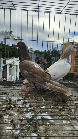 Baby Pigeon