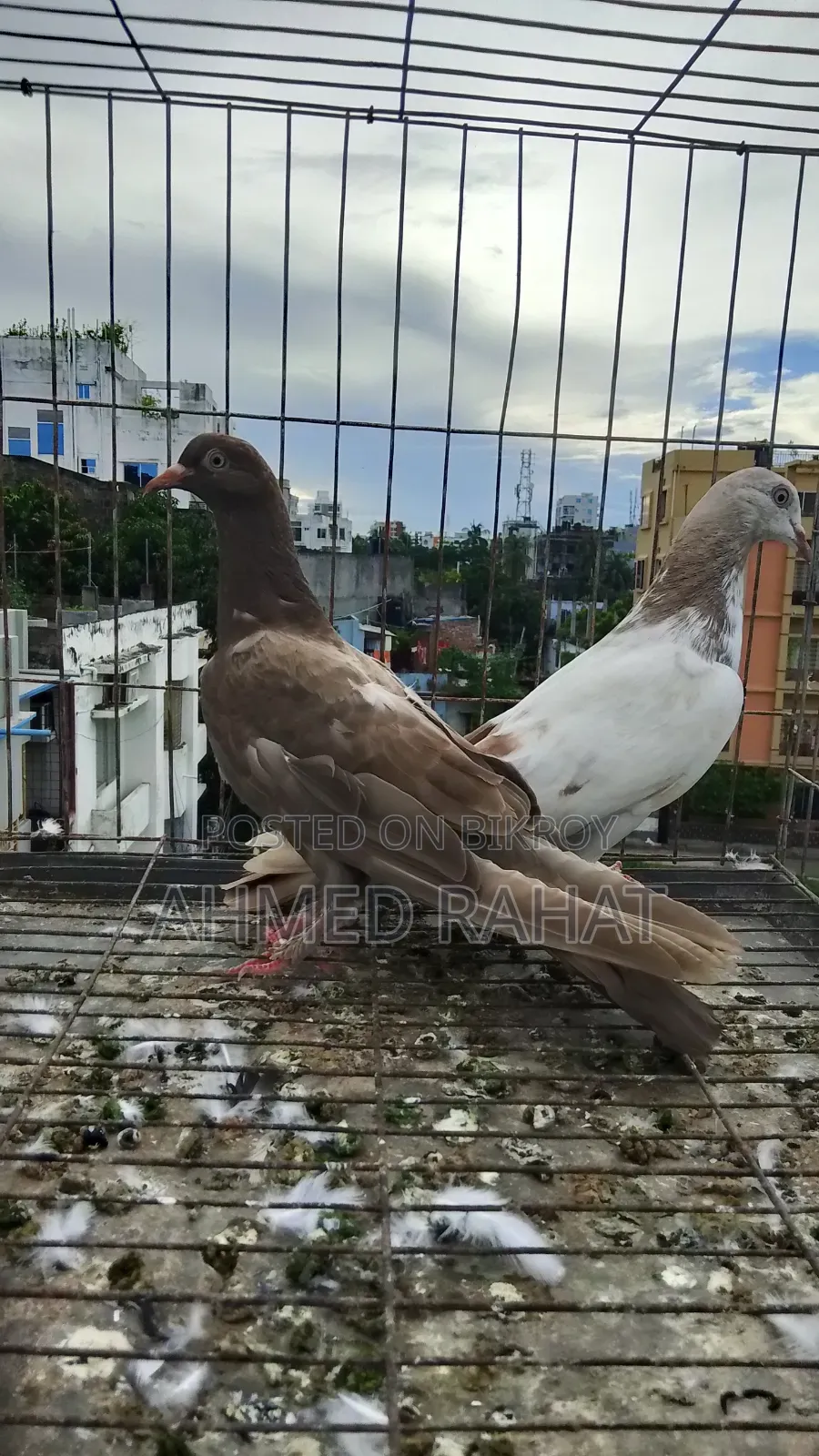 Baby Pigeon