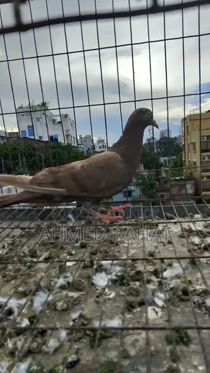 Baby Pigeon