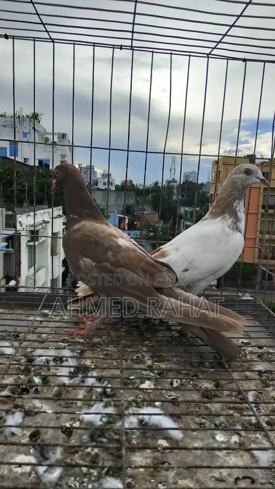 Baby Pigeon
