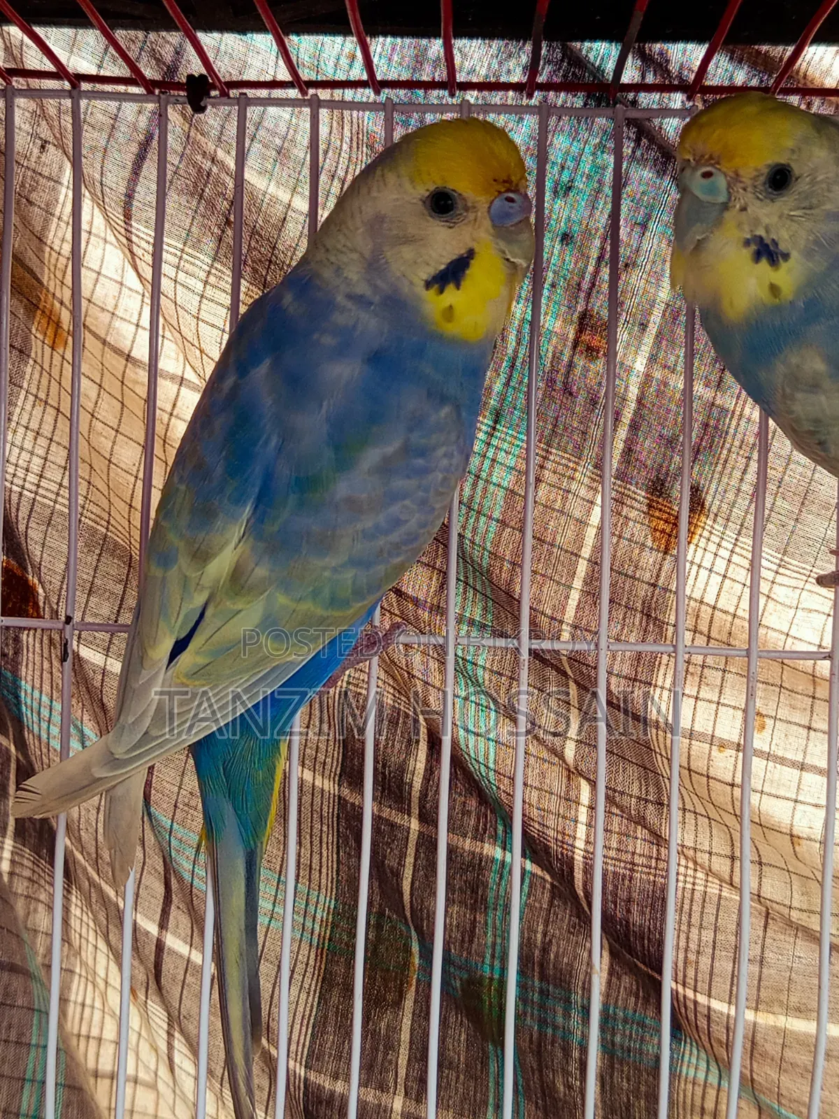 High Quality Rainbow Budgiegar Running Sell Hbe