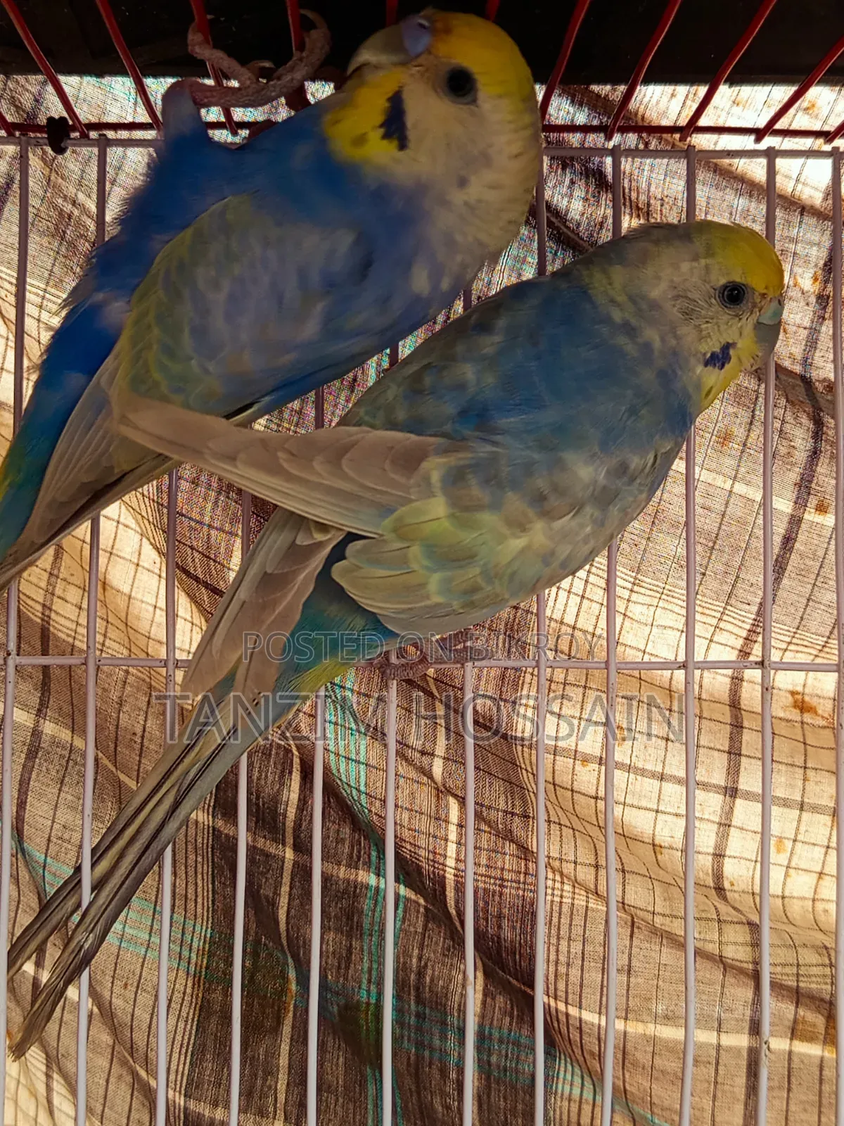High Quality Rainbow Budgiegar Running Sell Hbe