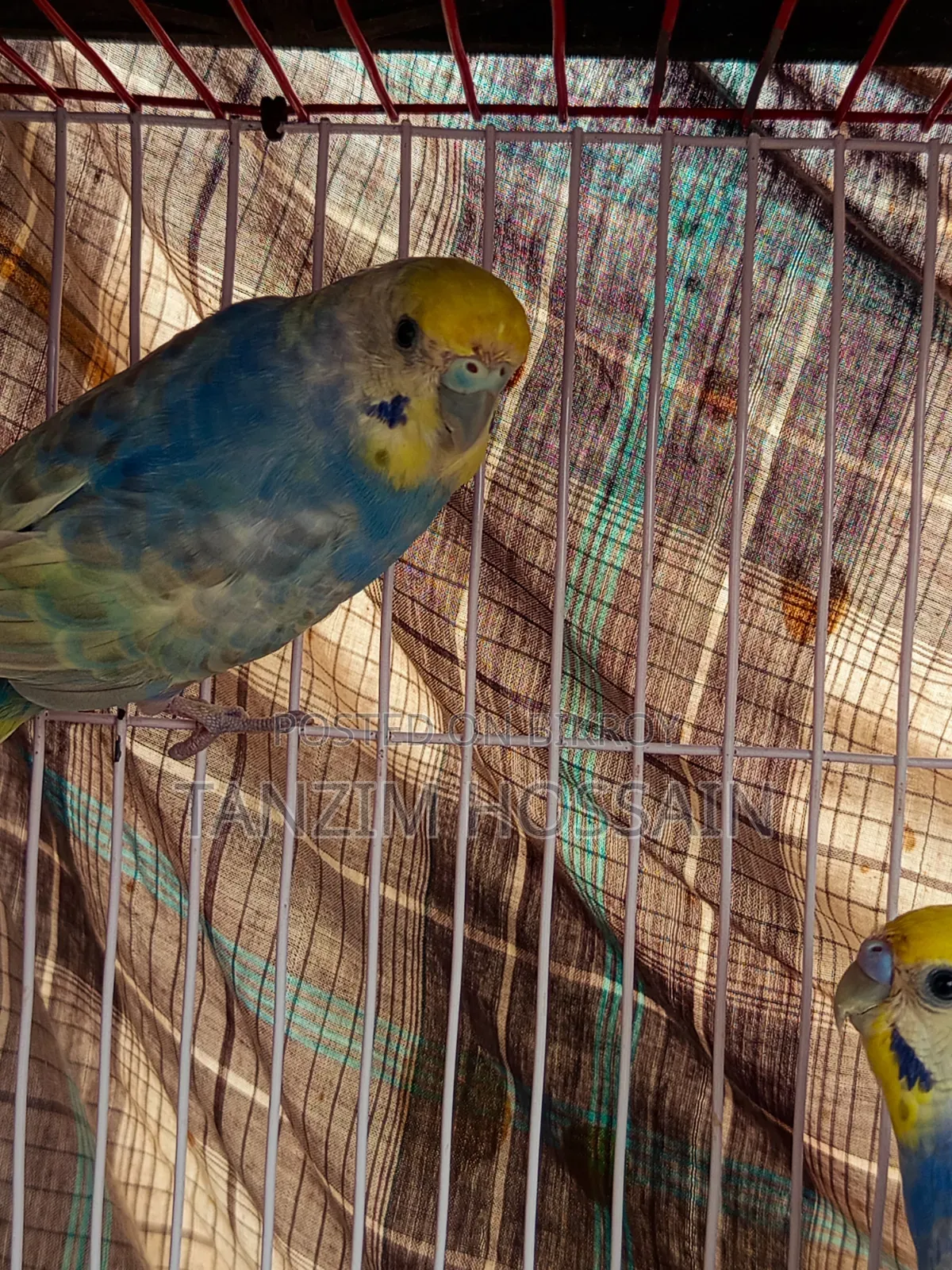 High Quality Rainbow Budgiegar Running Sell Hbe