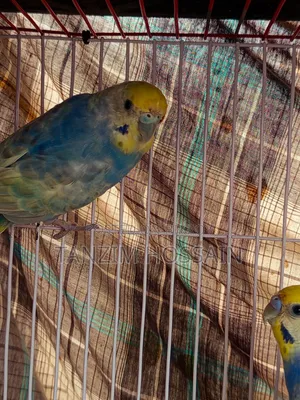 High Quality Rainbow Budgiegar Running Sell Hbe