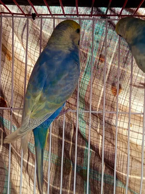 High Quality Rainbow Budgiegar Running Sell Hbe