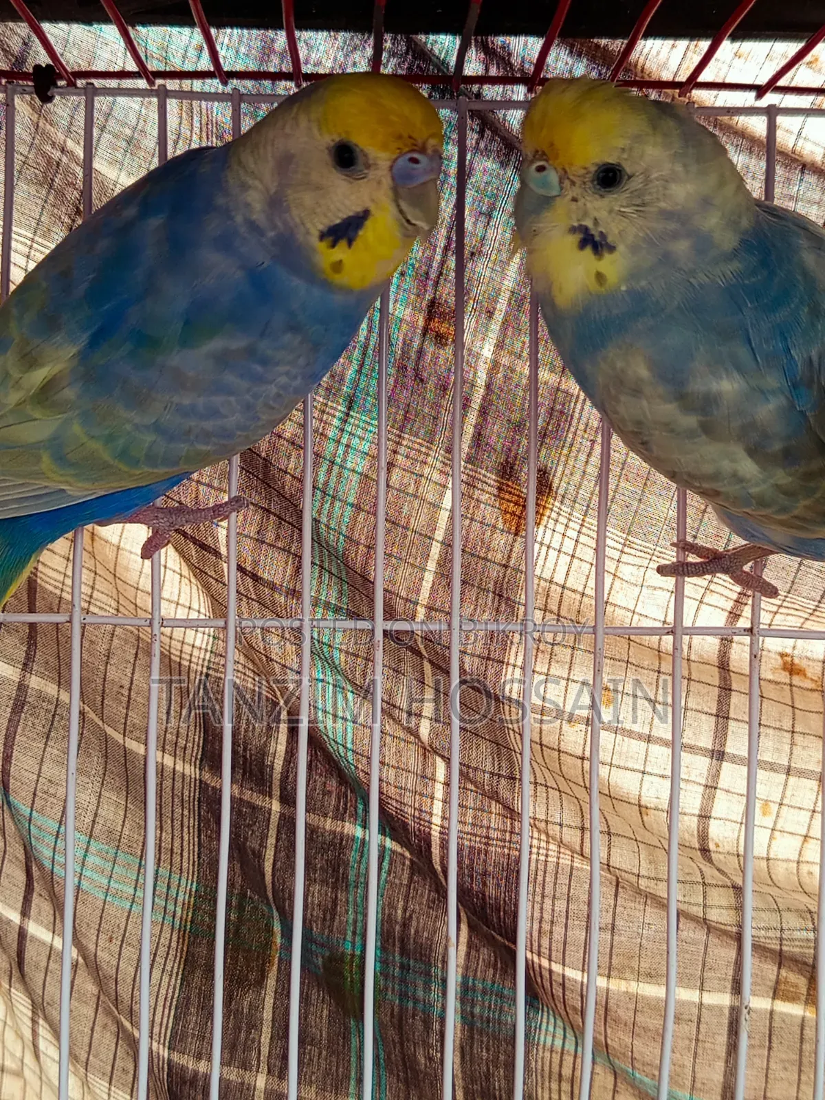 High Quality Rainbow Budgiegar Running Sell Hbe
