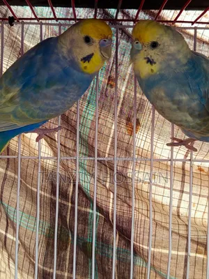 High Quality Rainbow Budgiegar Running Sell Hbe