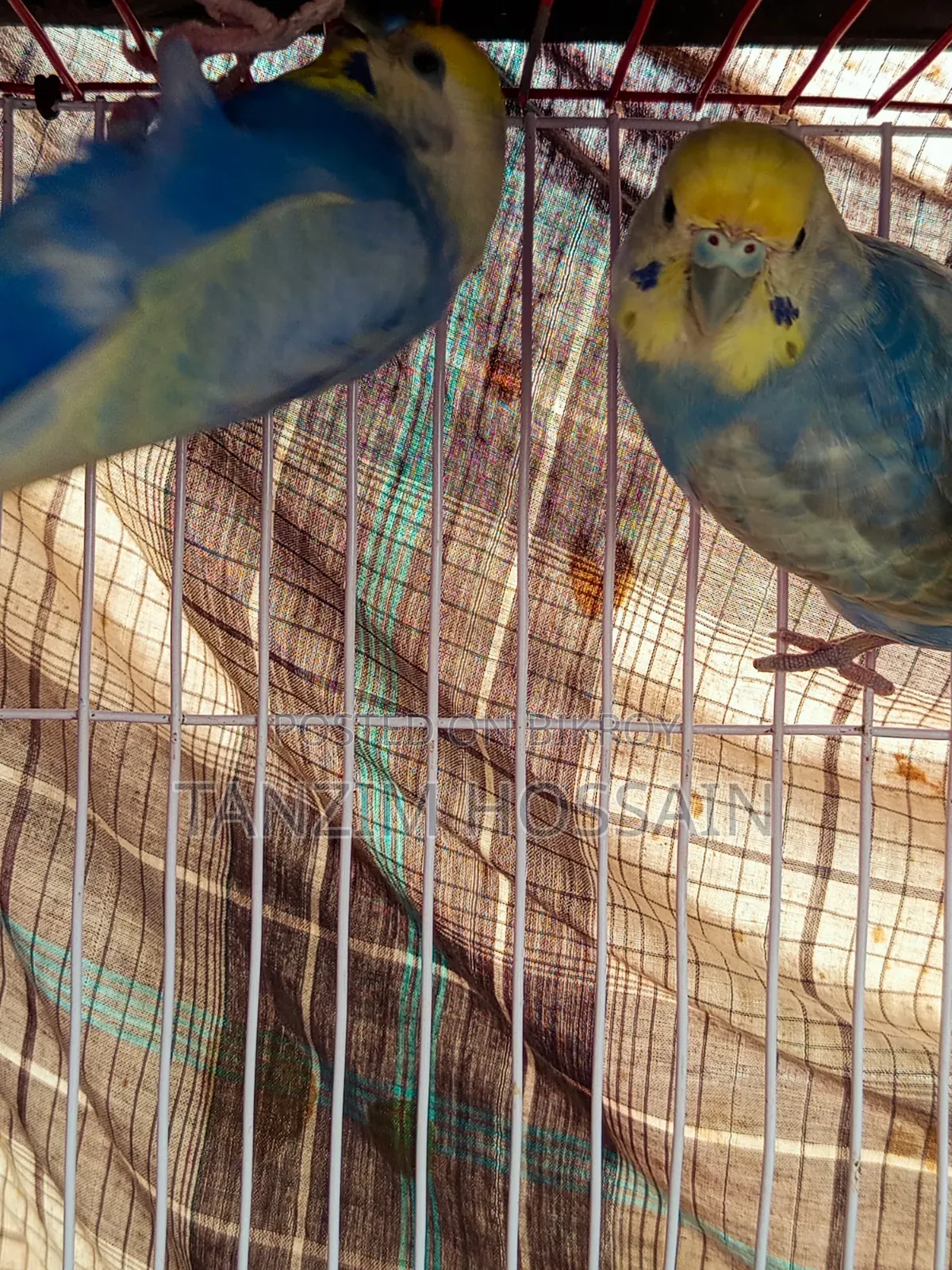 High Quality Rainbow Budgiegar Running Sell Hbe