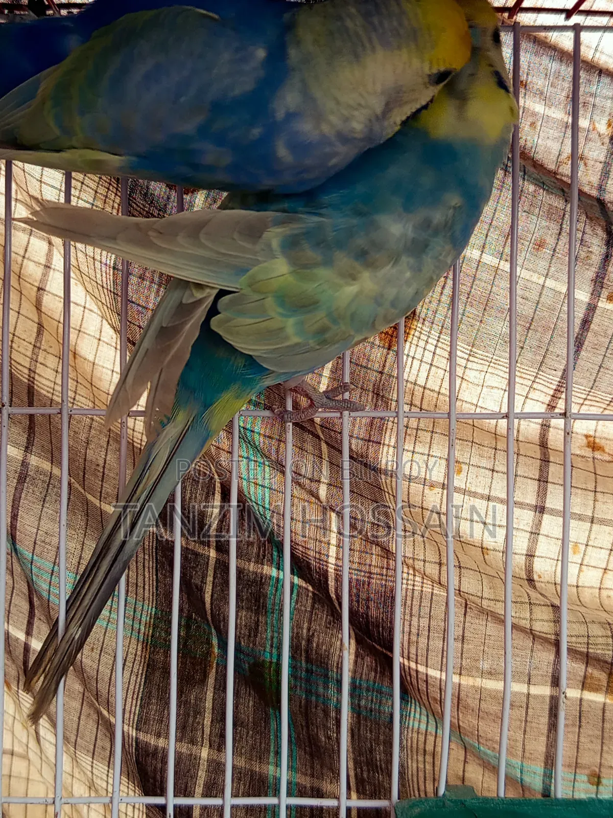 High Quality Rainbow Budgiegar Running Sell Hbe