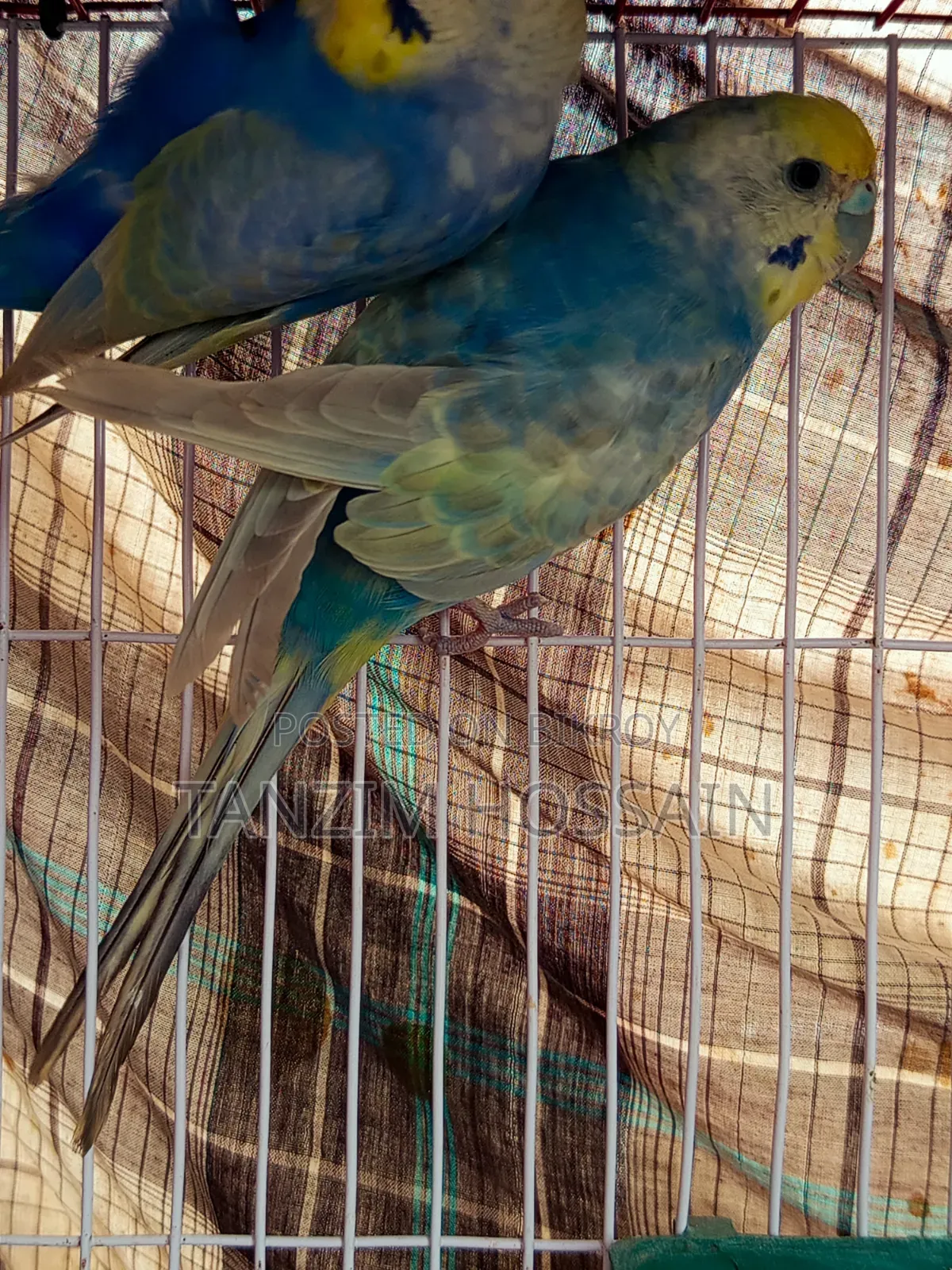 High Quality Rainbow Budgiegar Running Sell Hbe