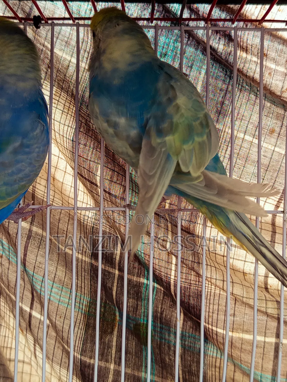 High Quality Rainbow Budgiegar Running Sell Hbe