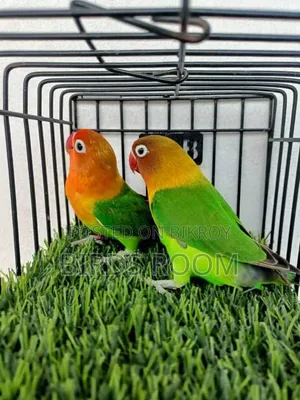 Lovebirds Bird