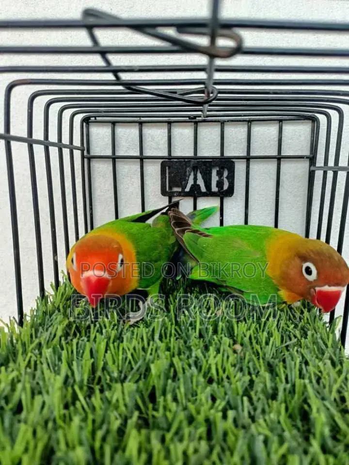 Lovebirds Bird