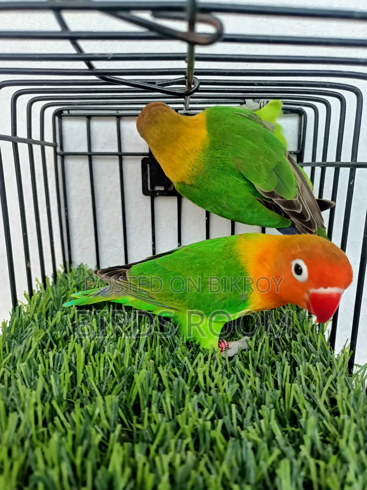 Lovebirds Bird