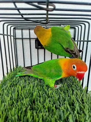 Lovebirds Bird