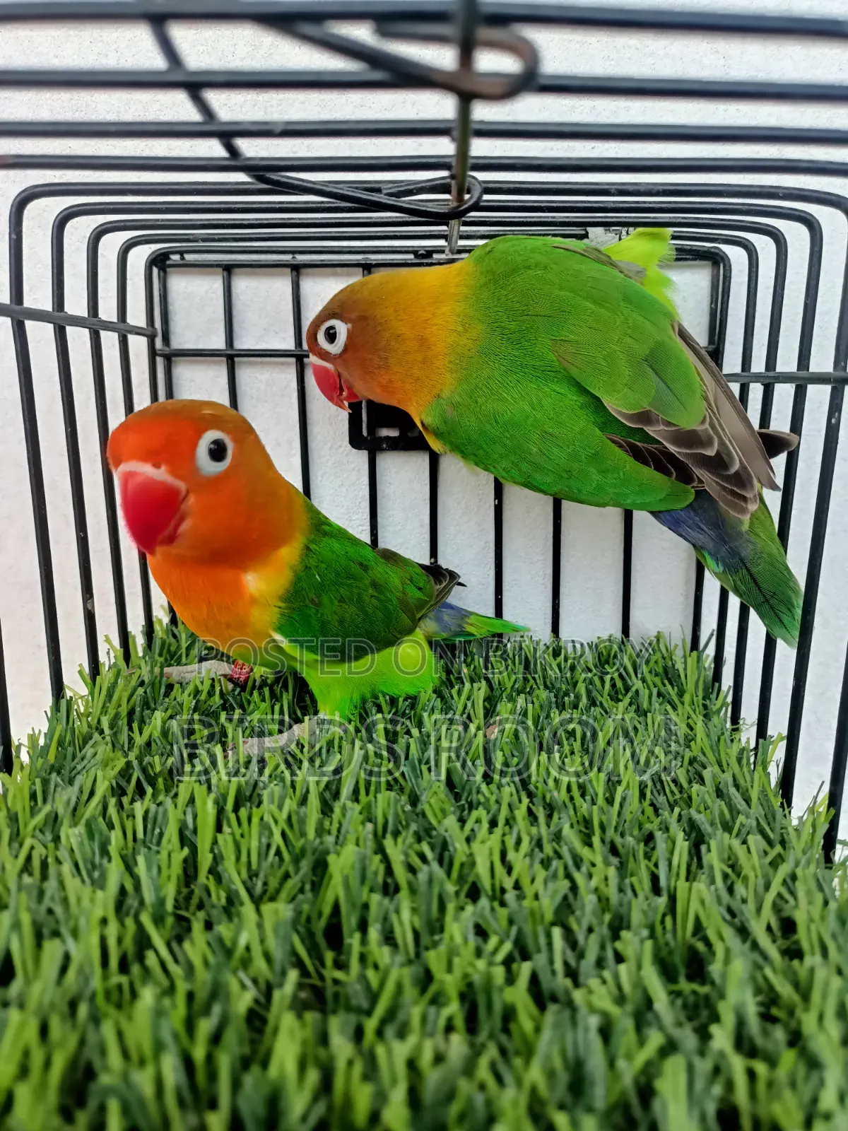 Lovebirds Bird
