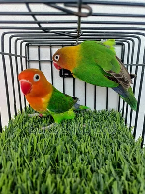Lovebirds Bird