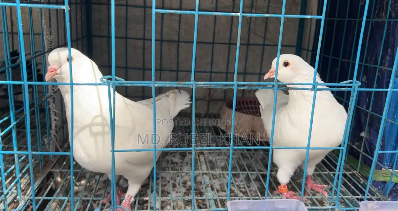 King Pigeon King Kobutor