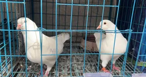 King Pigeon King Kobutor