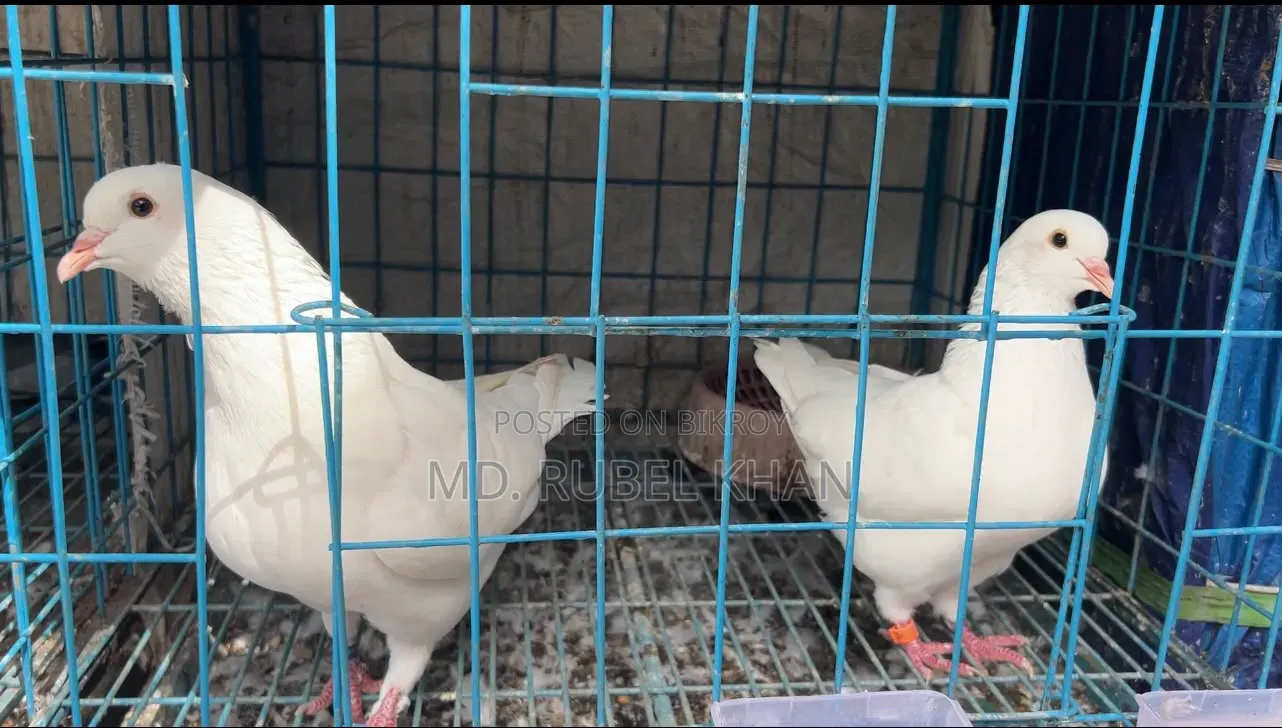 King Pigeon King Kobutor