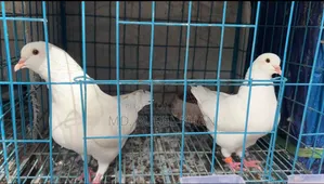 King Pigeon King Kobutor