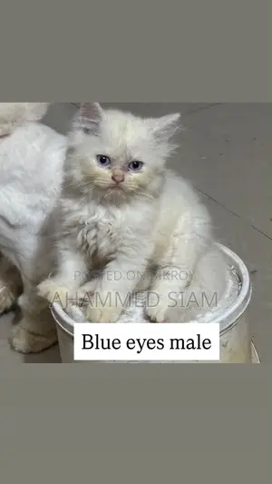 1-3 months Male Purebred Persian
