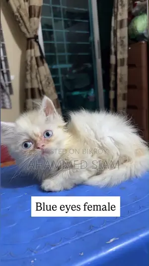 1-3 months Male Purebred Persian
