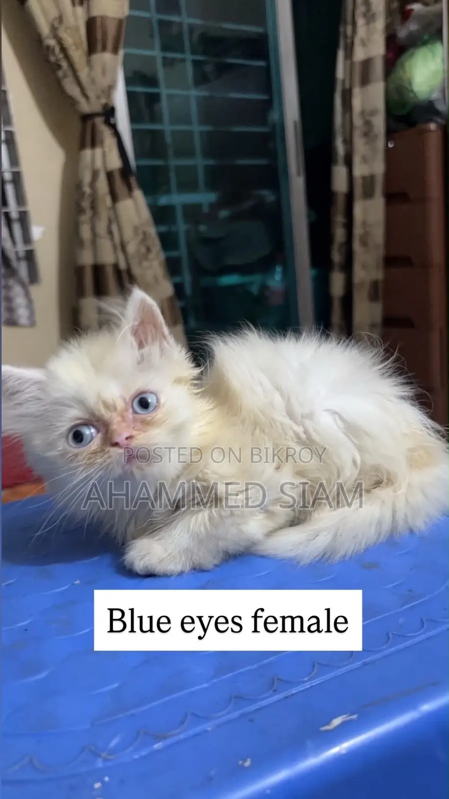 1-3 months Male Purebred Persian